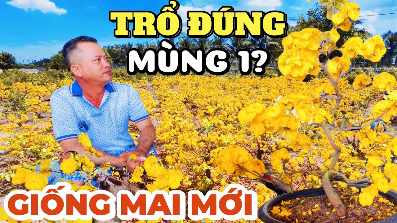Trổ bông đúng Mùng 1 Tết 2026 Huỳnh Tú giới thiệu 3 cây mai vàng zin giống mới hoa đẹp nở rộ cục cục