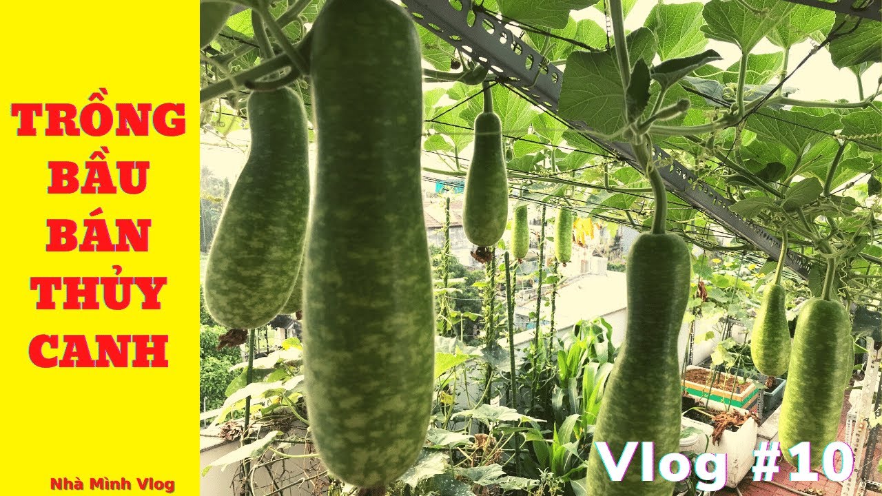 Cách trồng BẦU SAO BÁN THỦY CANH - How to grow gourds with semi-hydroponic container | Nha Minh Vlog