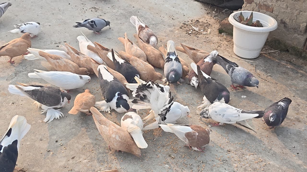 Pigeons Video | Kabutar Video #birds #kabutar #birds #pets #cattv 
