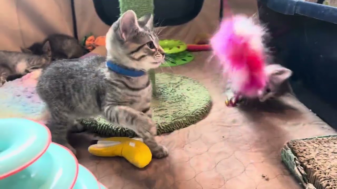Playful Foster Kittens!