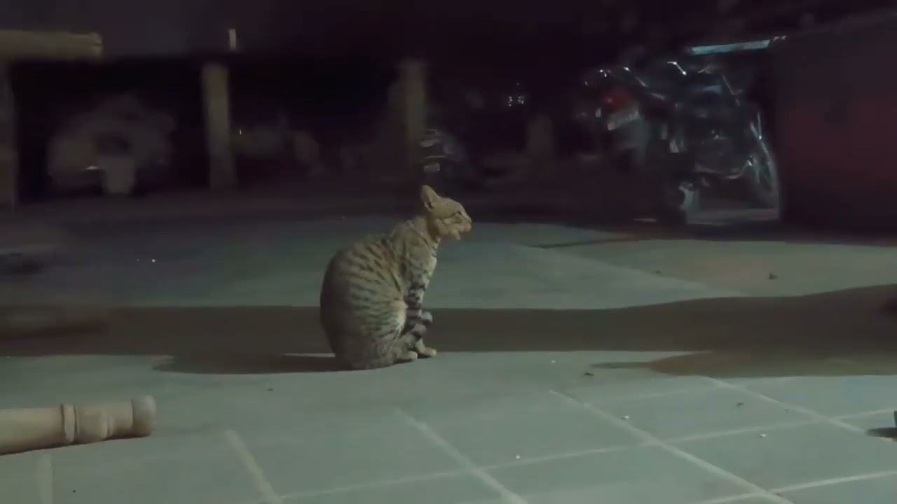 Cat | Eating | cute cat | milk | cat at home