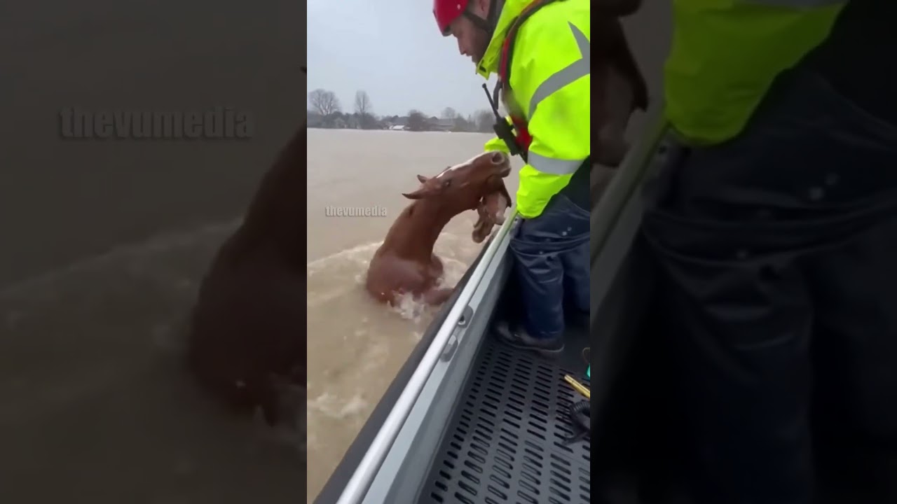 Захватывающее дух спасение лошади во время наводнения!