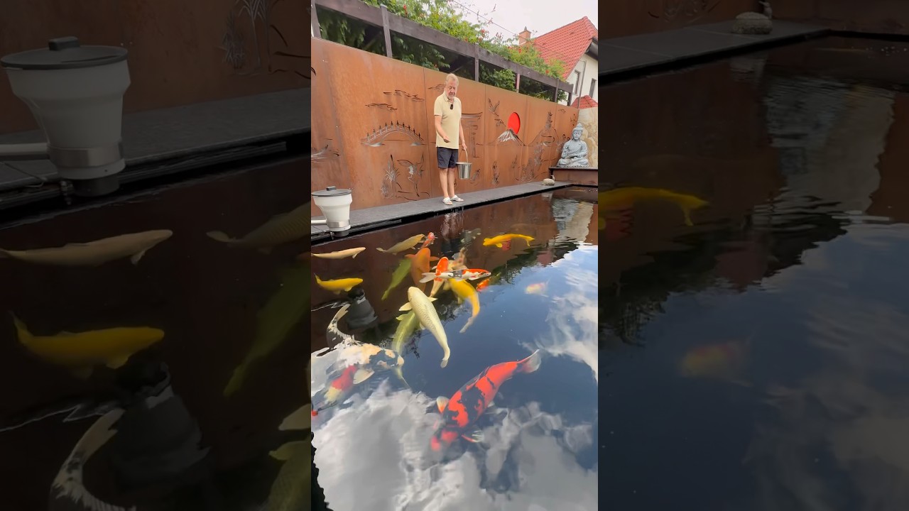 Ingolfs 40.000 Liter Koiteich ⛩️🥰 #koi #koiteich #pond