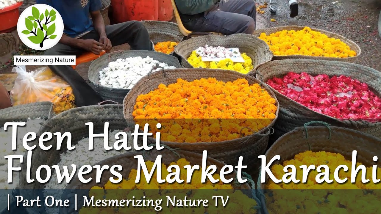 Teen Hatti Flowers Market Karachi | Mesmerizing Nature TV