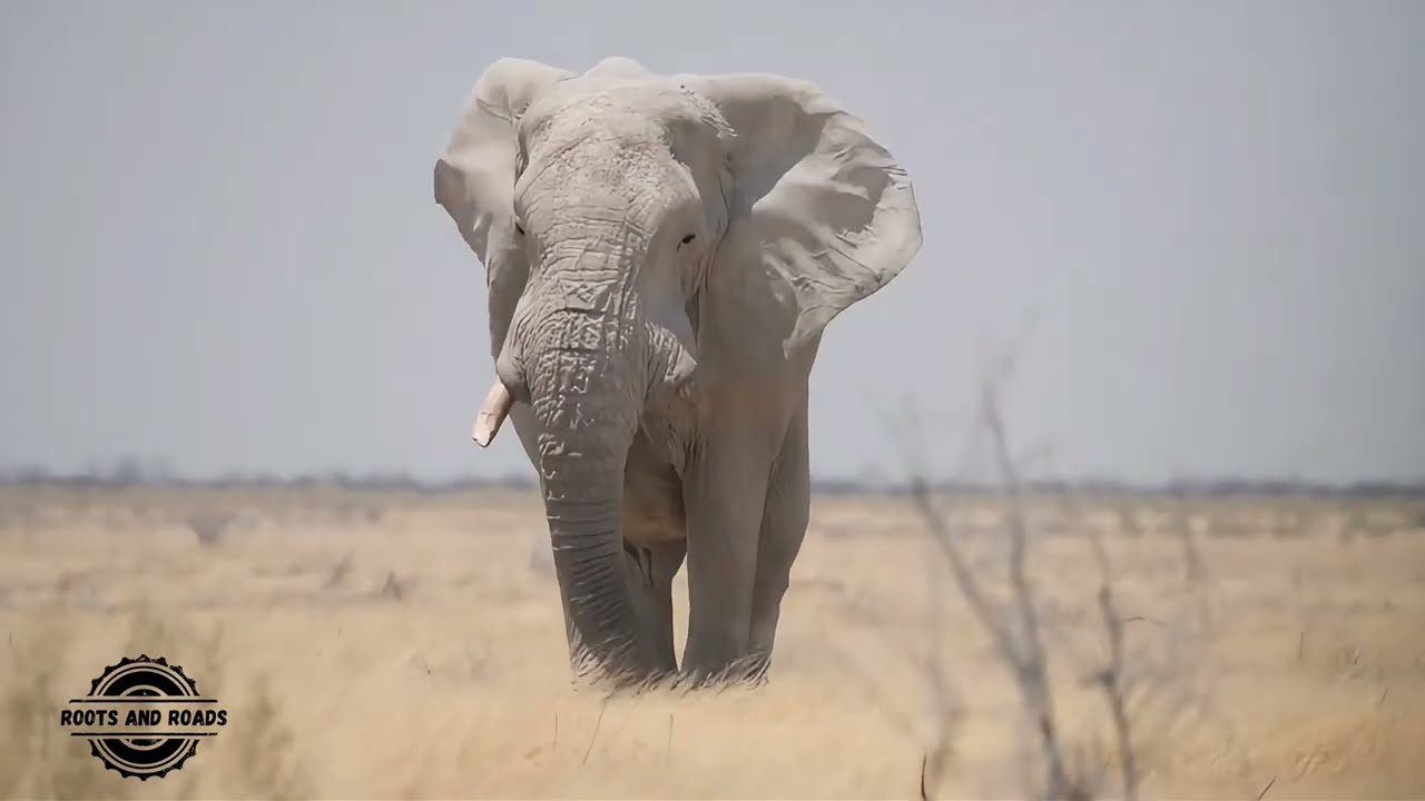 Africa’s Last Giants: The Incredible Life of African Elephants