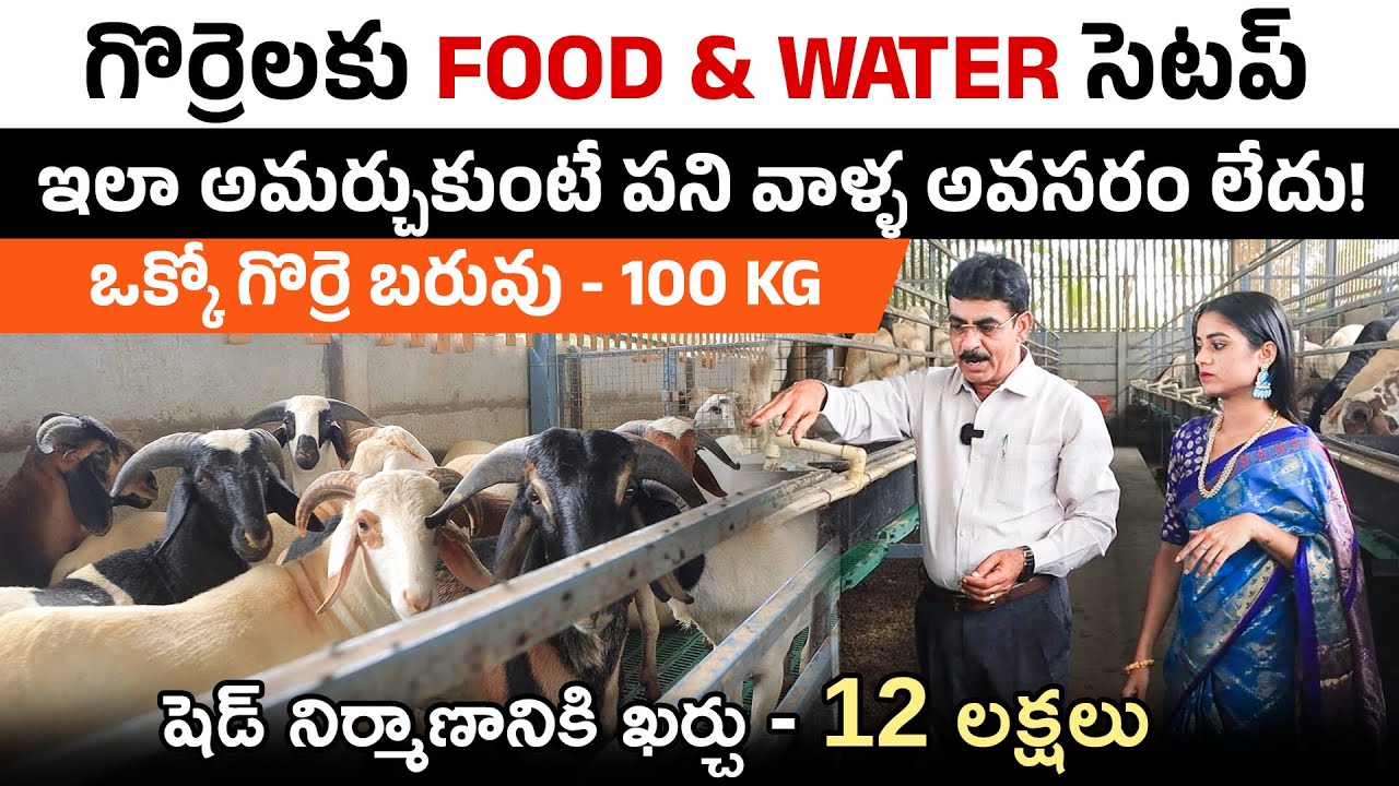 పని వాళ్ళు లేకుండానే గొర్రె ఫార్మింగ్? ఈ Food & Water సెటప్ చూడండి! | Sheep Farming | Sirisha