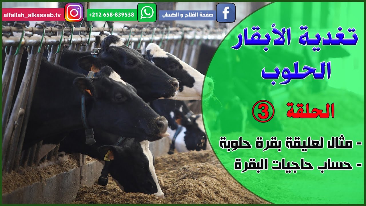 الحلقة 3 : تغذية الأبقار الحلوب (حساب حاجيات البقرة الحلوبة) ALIMENTATION DES VACHES LAITIÈRES 03