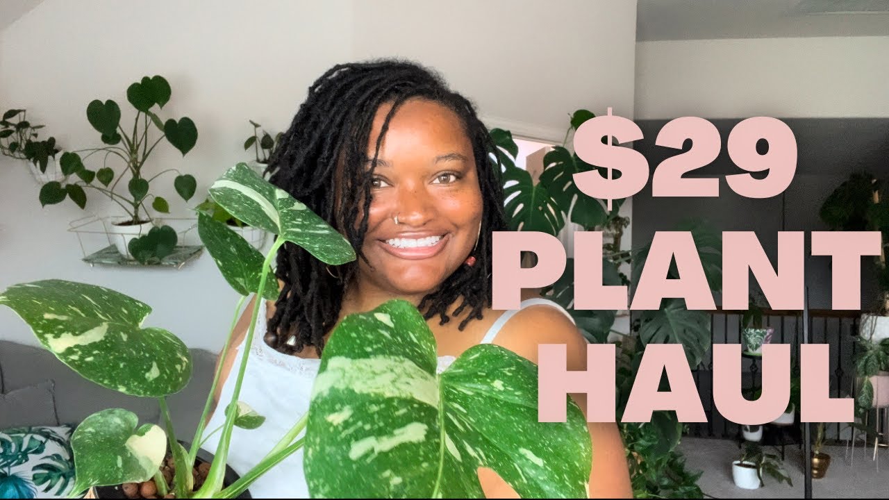 HOUSEPLANT HAUL from a Grocery Store / Monstera Thai Constellation for $29