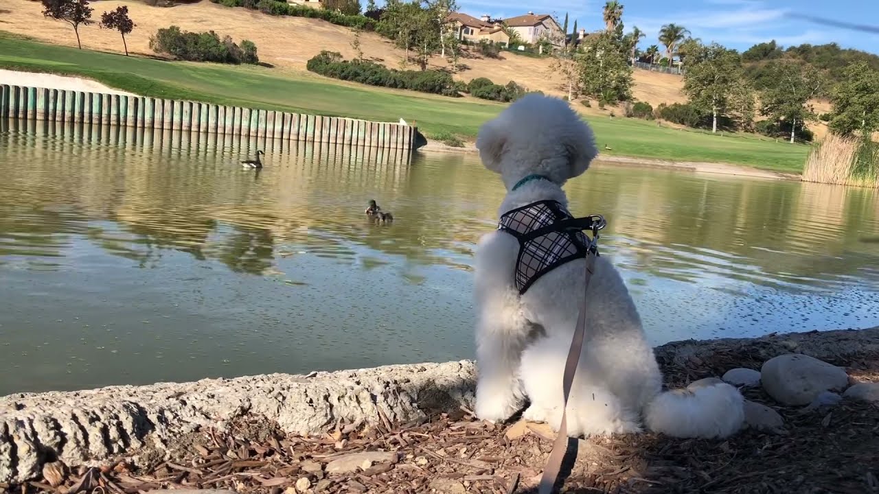 Mini poodle Happy is sitting to watch the duck show!