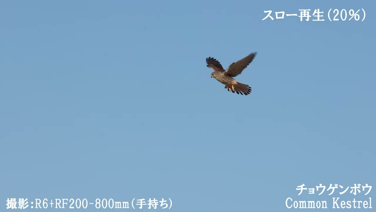 チョウゲンボウ