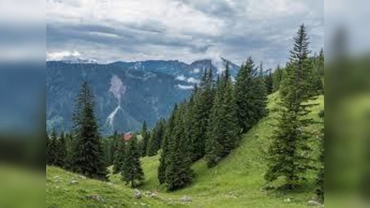 RAPSODIA Bradului la muntei place