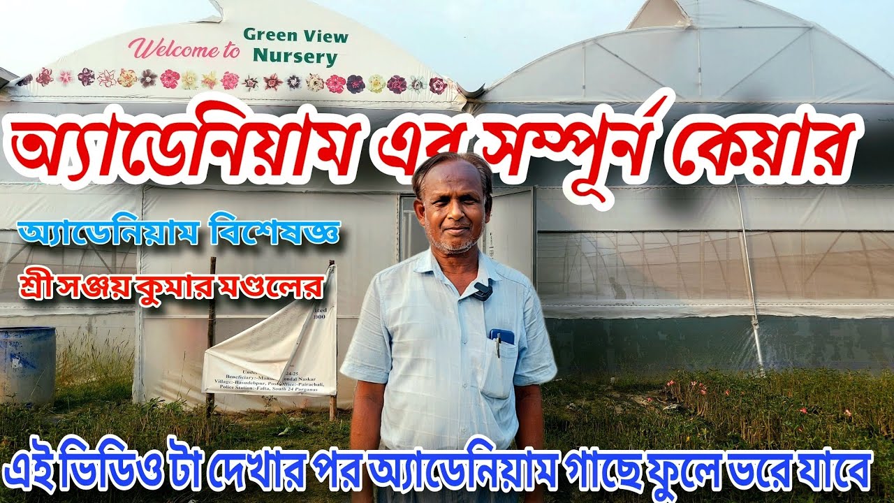 অ্যাডেনিয়াম গাছ নার্সারি থেকে আনার পর কী কেয়ার করবেন / Adenium Plant A to Z Care tips