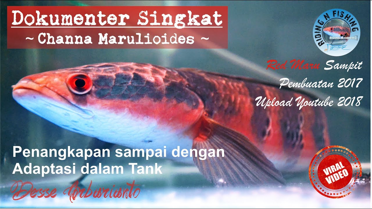Channa Marulioides - Dokumenter singkat Red maru dari Nelayan sd Tank (Part 1)
