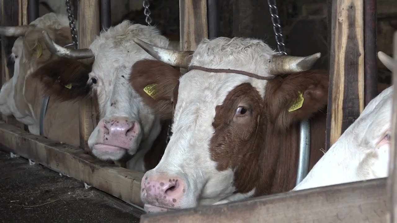 ČAČAK 16.10.2025. Miloš Kurćubić iz Kukića, najveći farmer na čačanskom području
