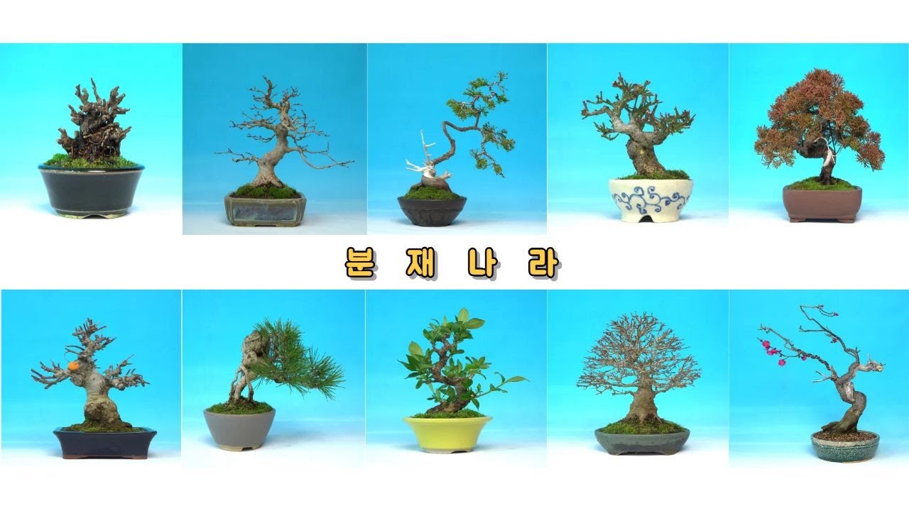 2026년 1월 26일 3번째 분재나라 상품들을 여러분께 소개합니다