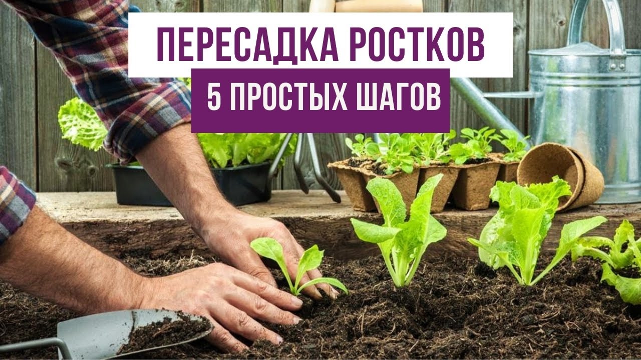Как пересадить ростки в компостную грядку? 5 простых шагов