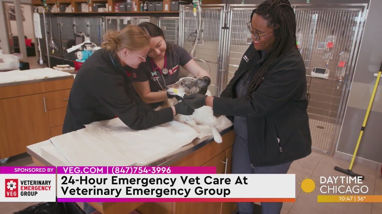 24-Hour Emergency Vet Care At Veterinary Emergency Group