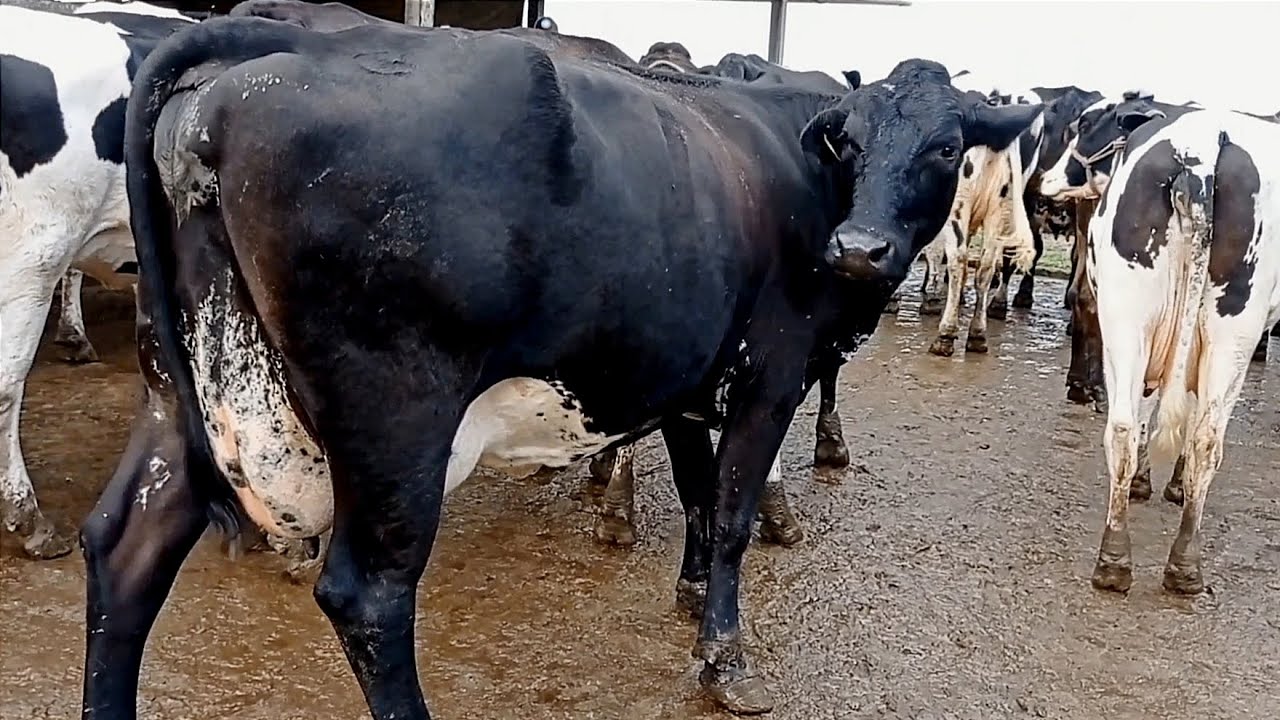 VENDA DE VACAS GIROLANDAS LEITEIRAS