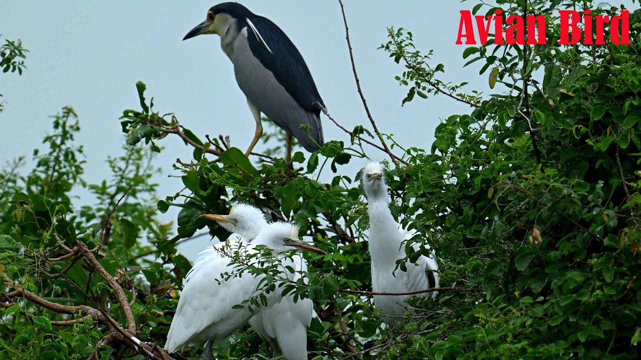 Hiding flooded forest is the shelter of alot of bird in Cambodia country ep4