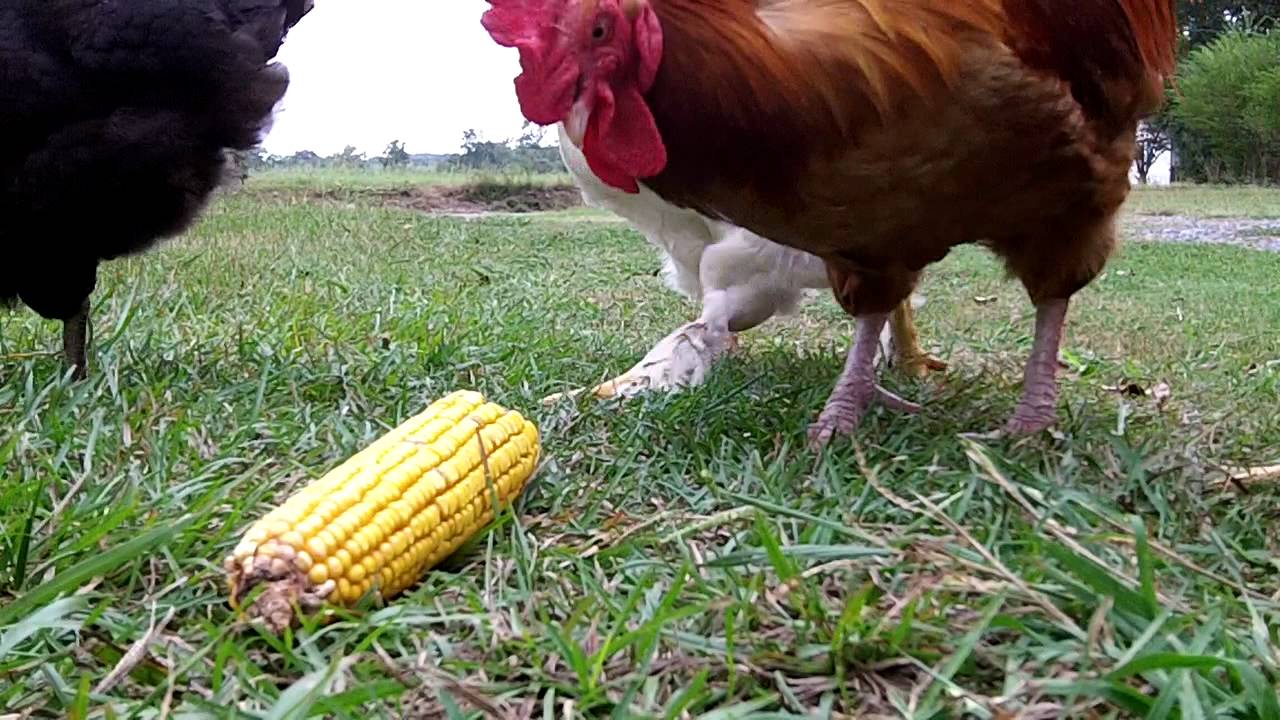 Chickens eating cob of corn