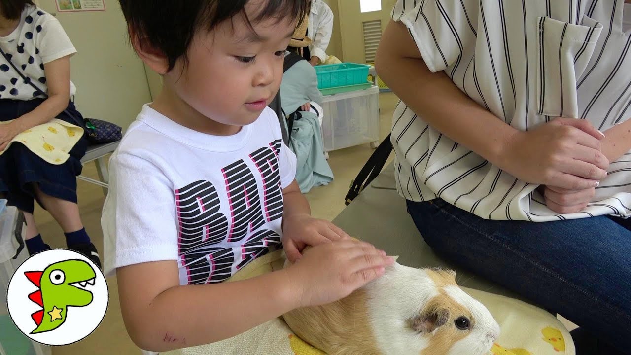 京都動物園で動物を見てきたよ❤動物園へおでかけ Toy Kids トイキッズ