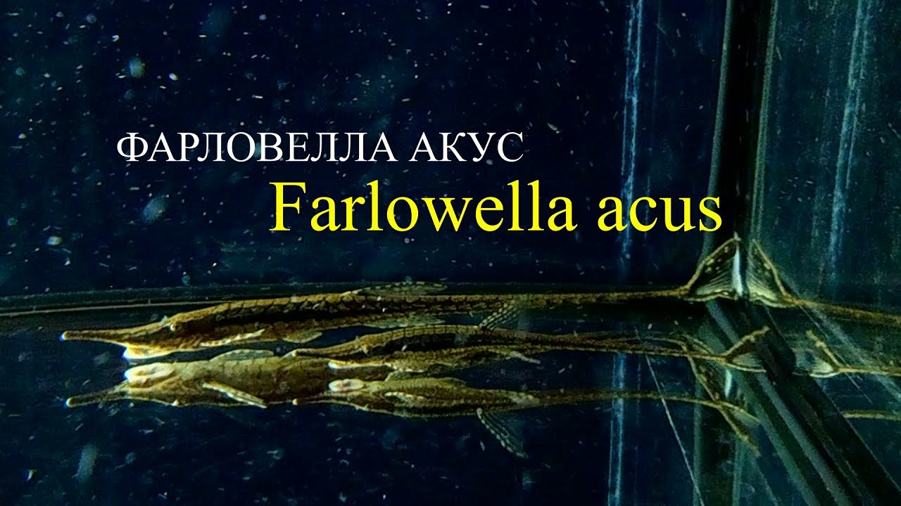 Сом ФАРЛОВЕЛЛА АКУС ( Farlowella acus ).