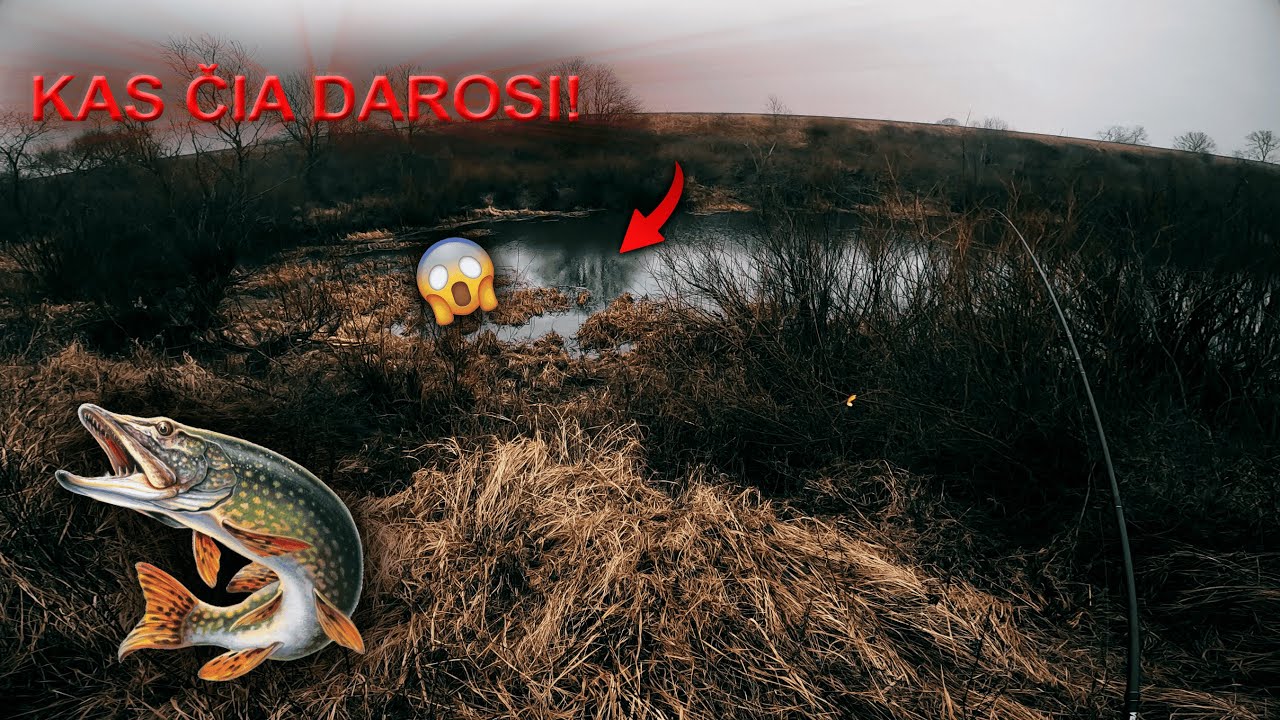 Lydekų žvejyba. Dar tiek kibimų neesu vienoj vietoj turėjas😱