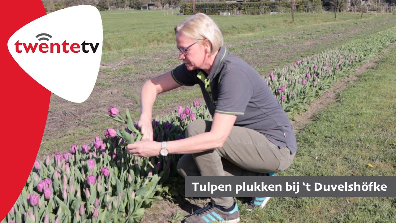 Bij ’t Duvelshöfke in Oldenzaal kan iedereen zelf zijn bosje tulpen plukken - Twente TV