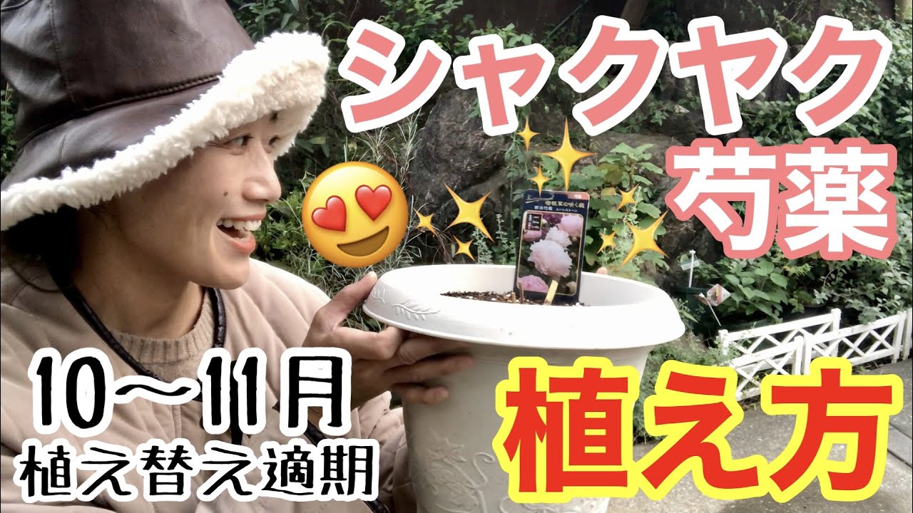 【シャクヤク】芍薬の植え方 / 秋が適期です🤗 / 3品種を鉢植えにしていきます♪ / 初夏の開花のための育て方 / い〜香り♡大輪の花♡切花として使える【ガーデニング】
