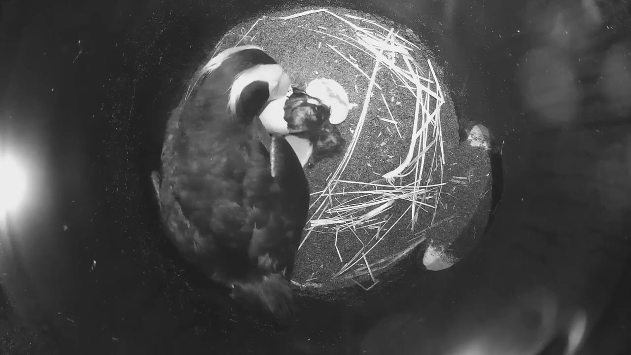 Tufted Puffin 175 Hatches!