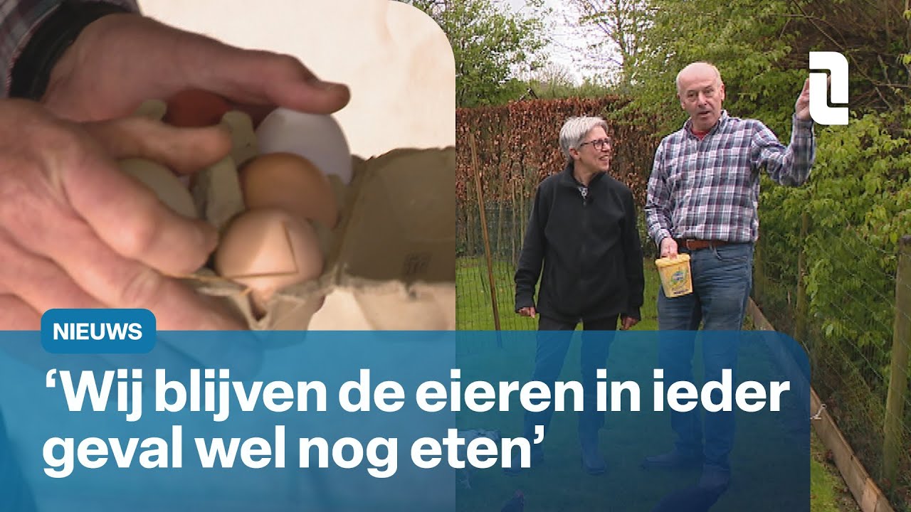 Negatief advies over eieren: hobbykippenhouders maken er zich niet druk om 🐔 | L1 Nieuws
