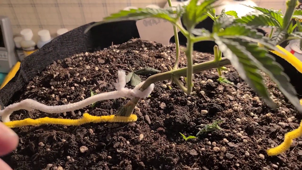 Cleaning out 5x5  Cutting off small buds LSTing