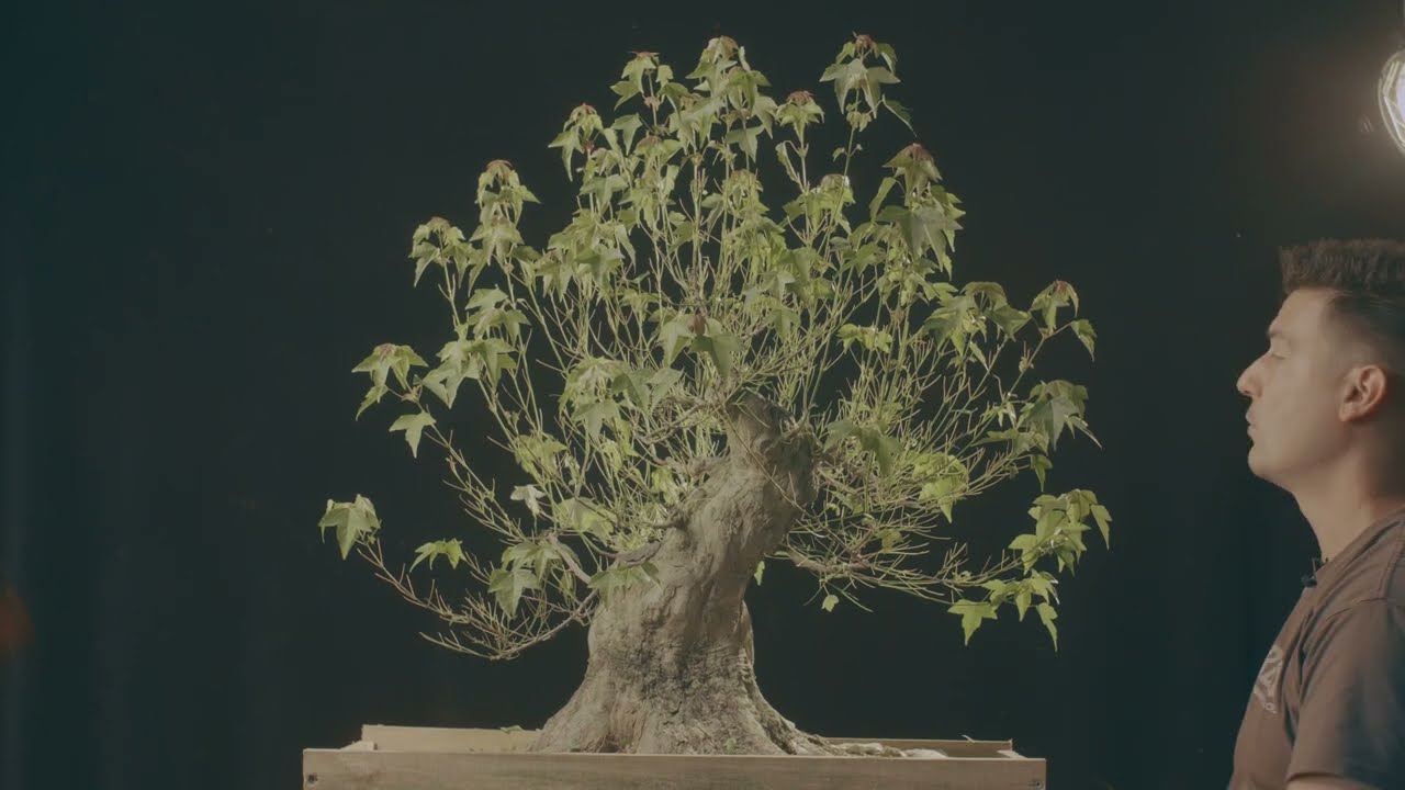 Trial VERSION: Defoliating a Acer buergerianum! | The Bonsai Academy