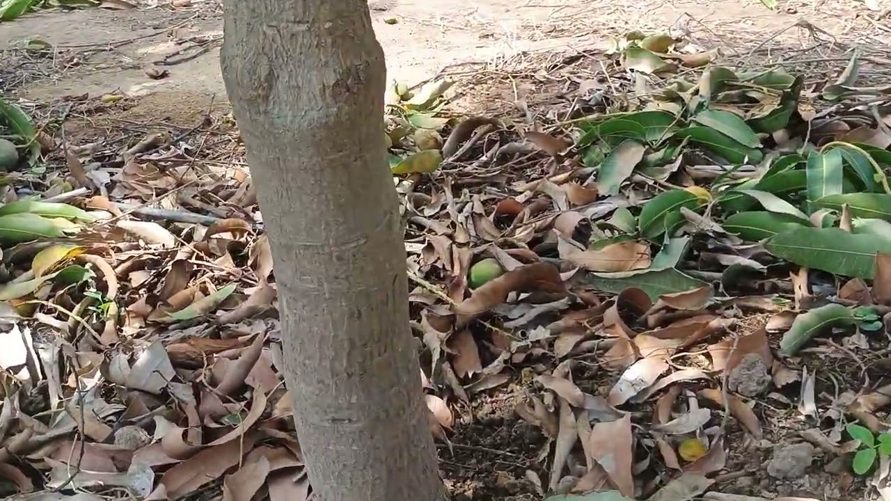 Mango Kent.PODA:FORMACION DE ARBOL