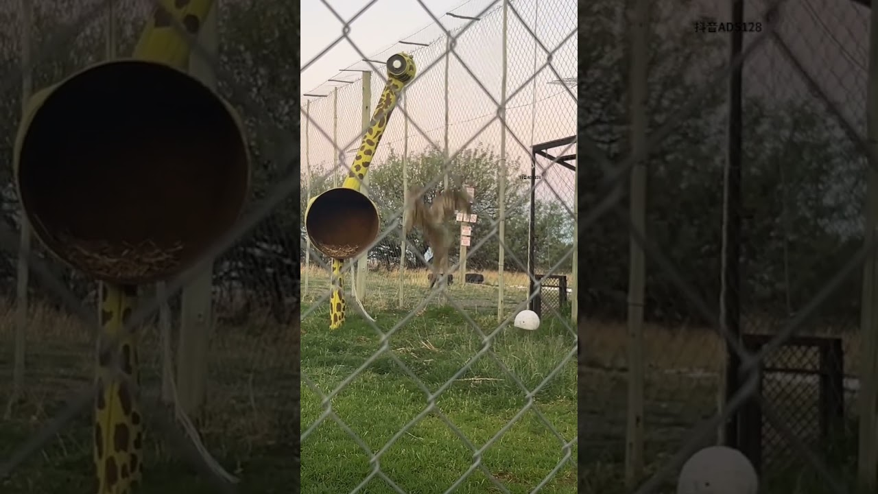 The bouncing of the Serval cat is so strong that even the birds are flying away. The animal world