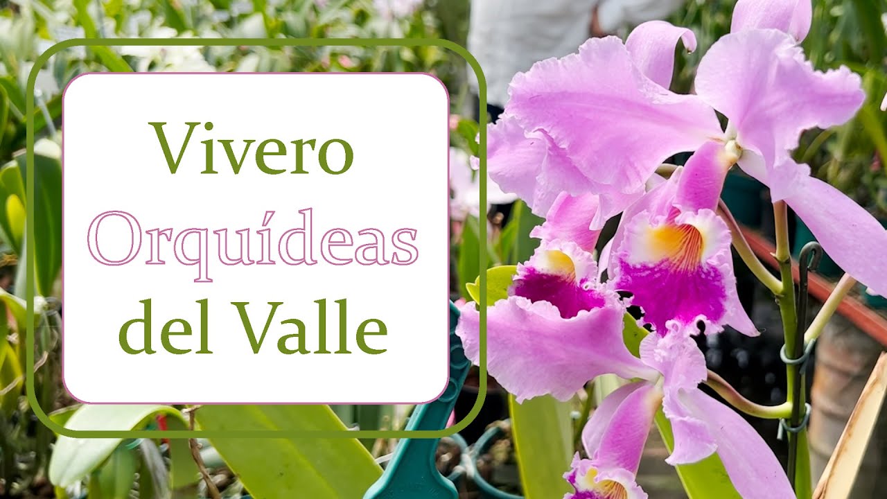 Vivero de Orquídeas del Valle | Alma del bosque en Cali - Parte 1