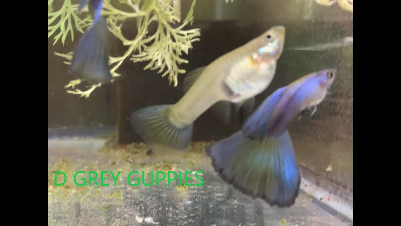 Fish Room Tour Part 1 of 2