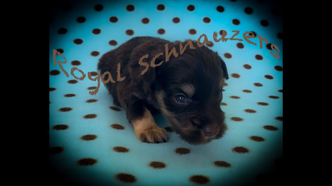 Royal Schnauzers May Babies Are Walking and Talking!