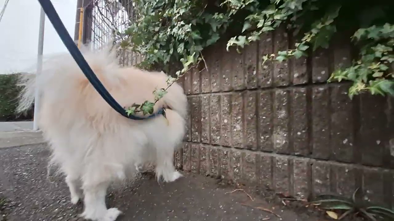2026年2月28日土曜日　ポメラニアン？🐶　お散歩　テテ！