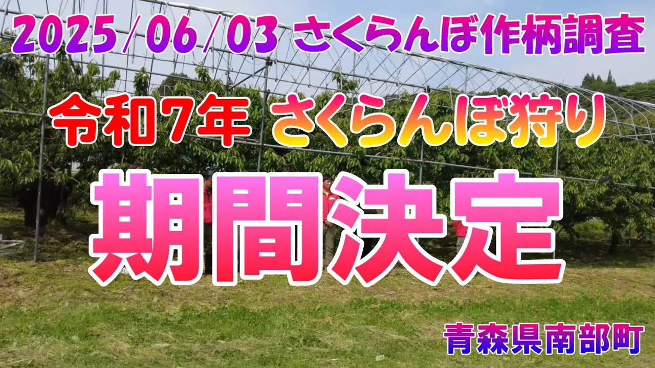 【青森県南部町】2025/06/03　令和７年さくらんぼ狩り期間決定！「さくらんぼ作柄調査」