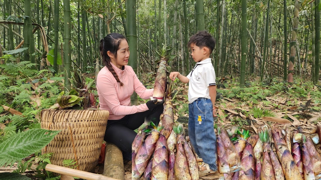 Hoa Ca and little Khoa went deep into the forest to harvest bamboo shoots to improve their lives.