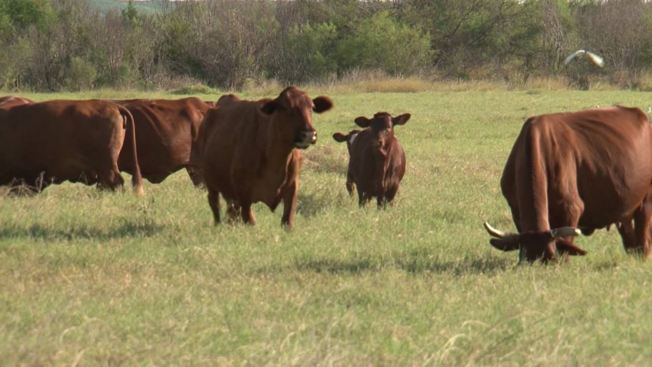 Nunley Brothers | The American Rancher