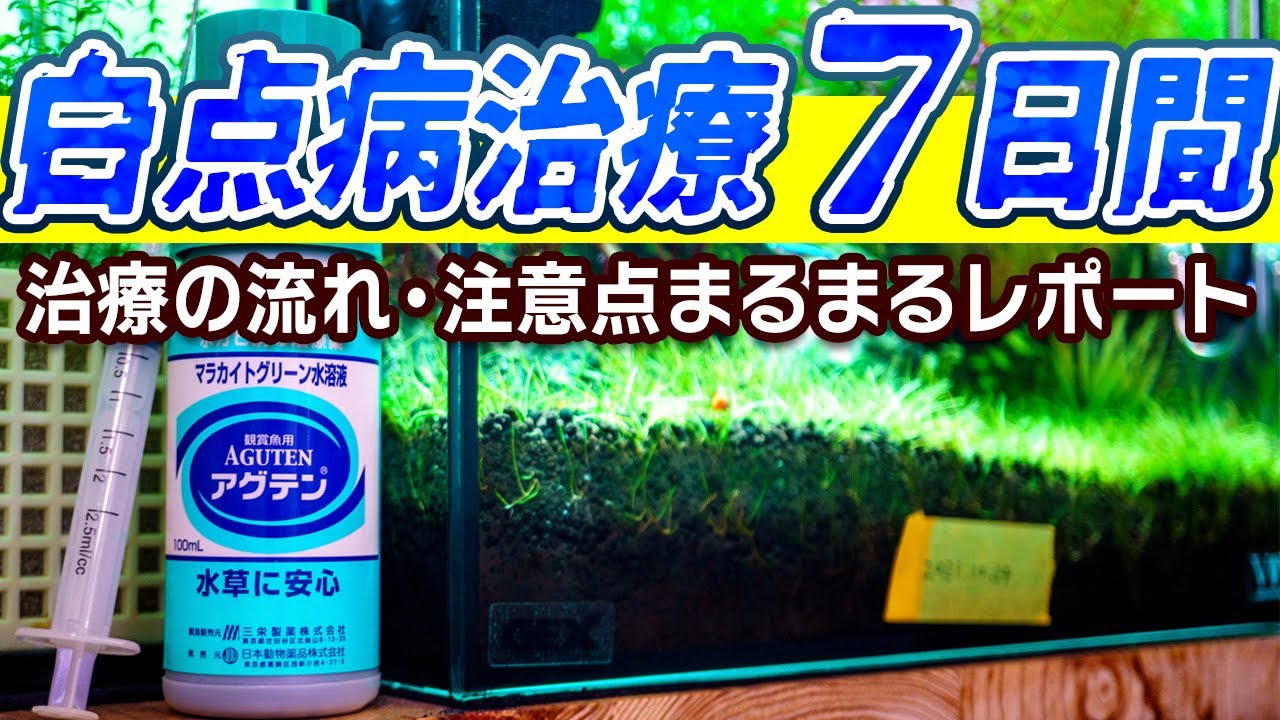 白点病治療の１週間まるまるレポート！完治までの流れと注意点 #アクアリウム 【ビバアクア】