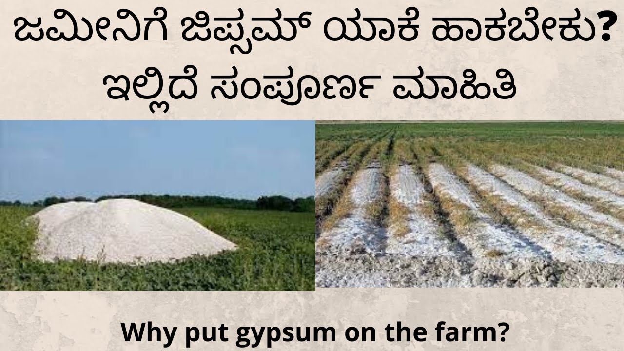 ಜಮೀನಿಗೆ ಜಿಪ್ಸಮ್ ಯಾಕೆ ಹಾಕಬೇಕು | Gypsum why to use in agriculture | when and how to use in agriculture