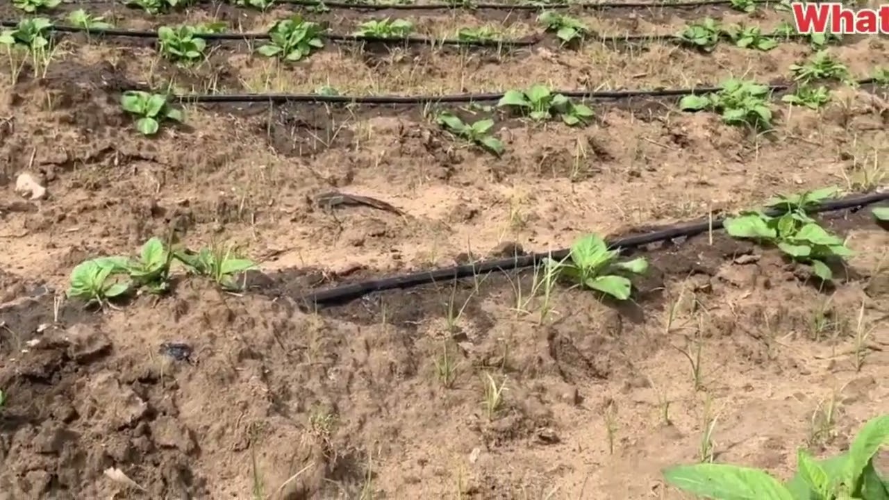 زراعة البطاطس 🥔
