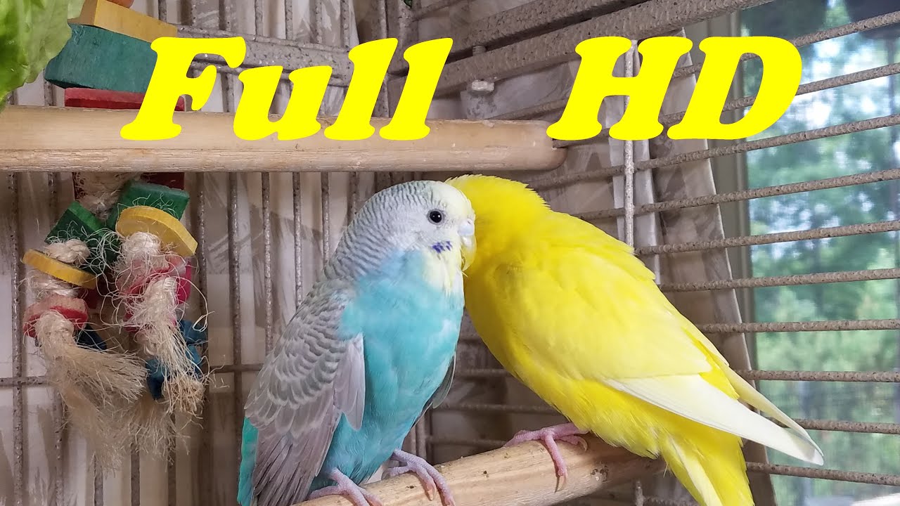 11 Hr Happy Singing & Eating Parakeet Budgies Birds, Reduce Stress of Lonely Quiet Birds