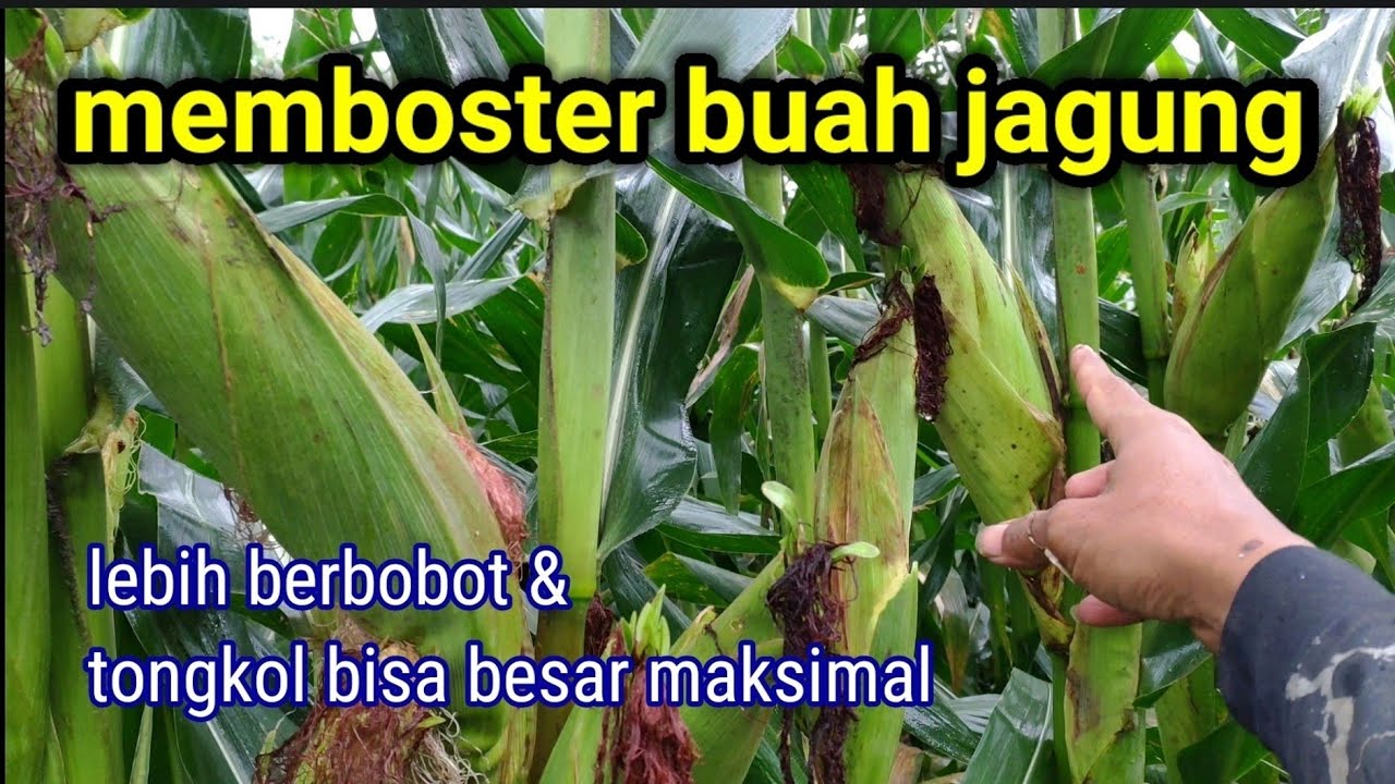 agar jagung bertongkol besar || memboster buah