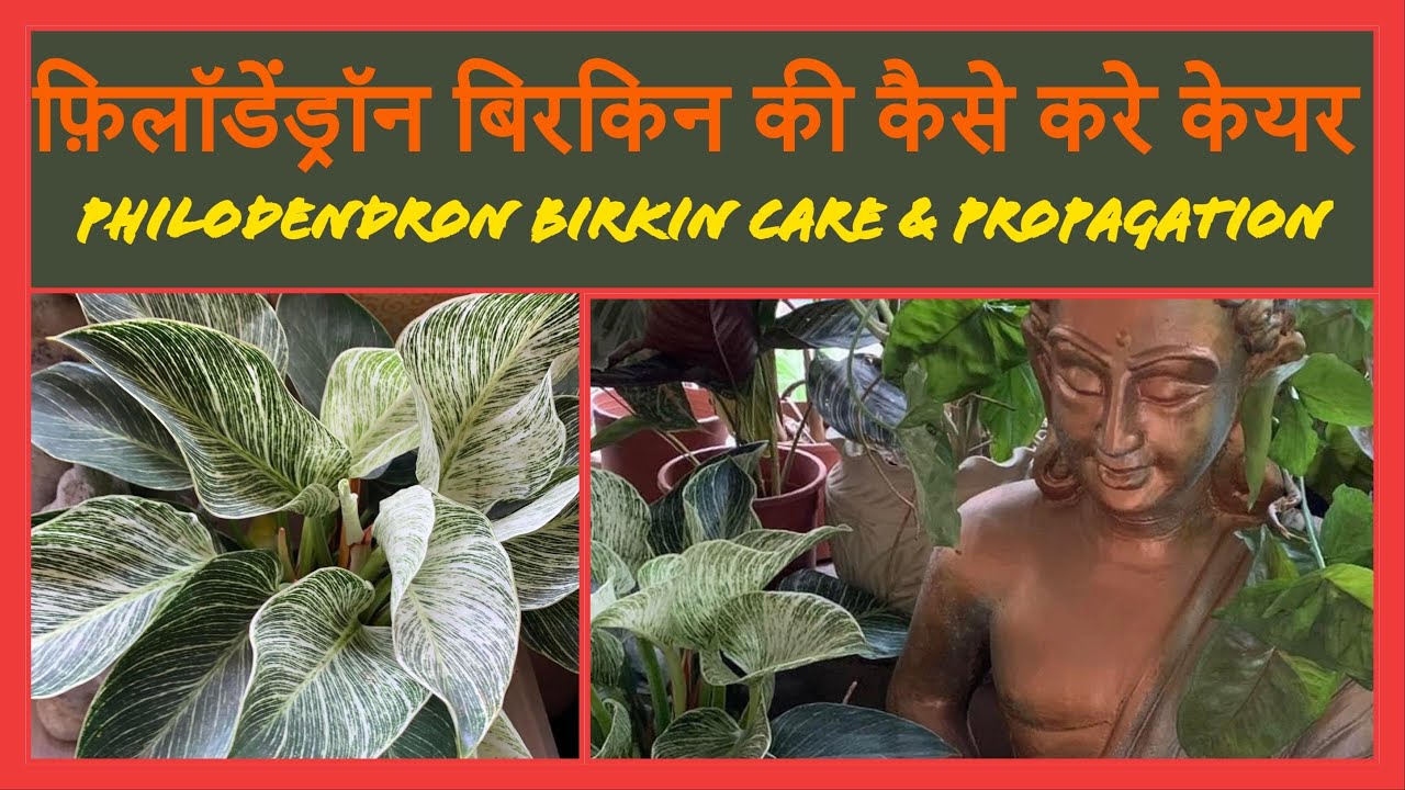 Philodendron Birkin caring tips & propagation|| इंडोर प्लांट फ़िलॉडेंड्रॉन बिरकिन की कैसे करे केयर