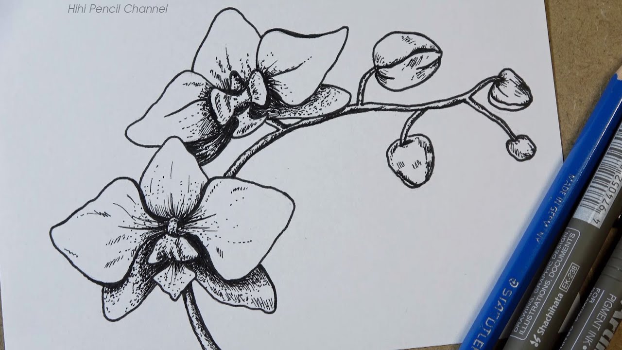 How to Draw Phalaenopsis orchid flower Step by Step | Hihi Pencil