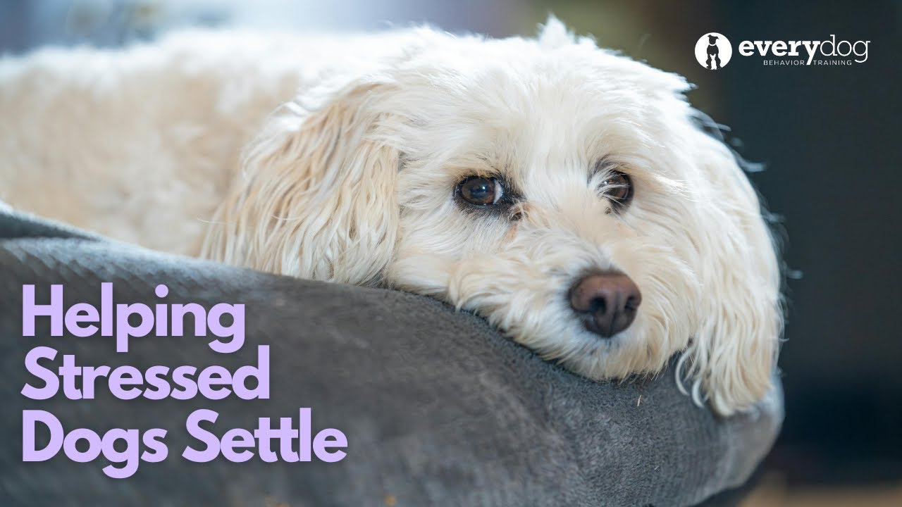 Helping Stressed Dogs Settle